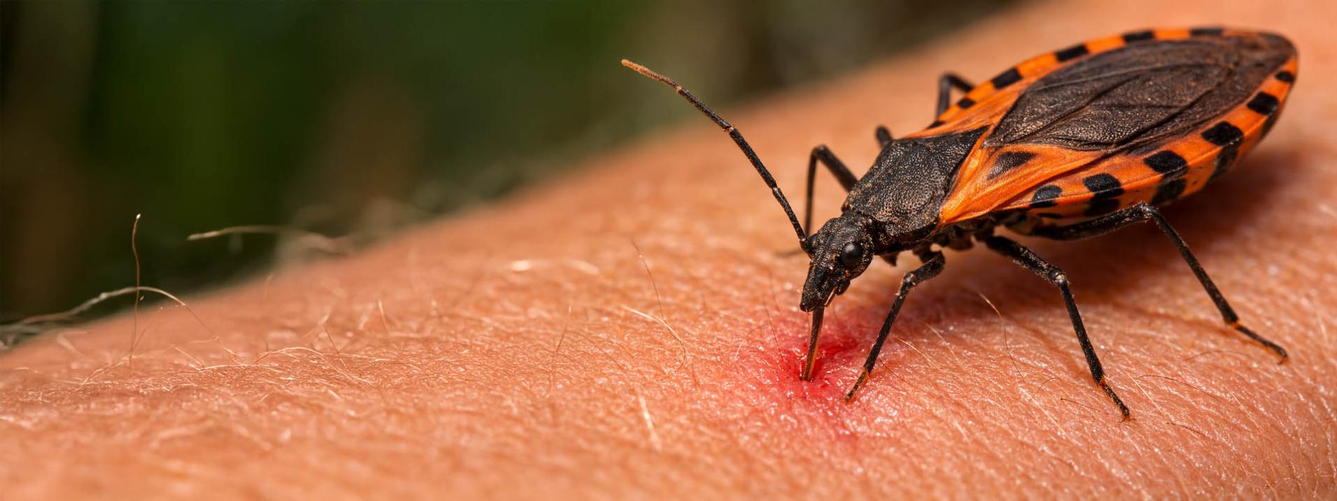 El Ministerio de Salud de la Nación fortalece el control vectorial y el seguimiento de casos de Chagas