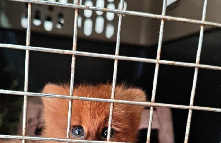 Rescataron a un jaguarundí en Las Talitas tras permanecer una semana cautivo en un domicilio