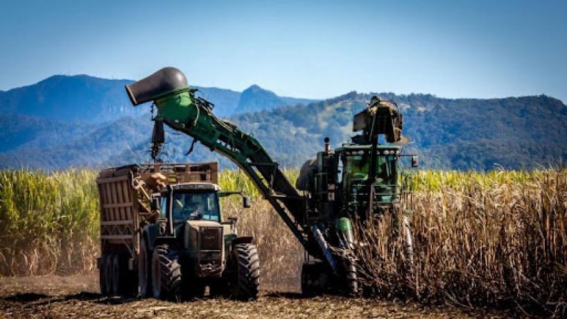 La zafra recupera ritmo y esperan alcanzar el pico de molienda la próxima semana