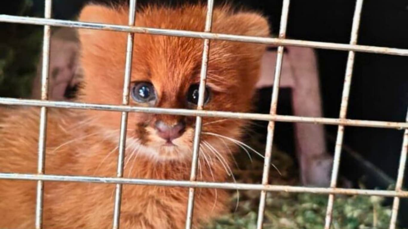 Fauna Silvestre rescató un jaguarundí que permanecía cautivo en un barrio de Las Talitas