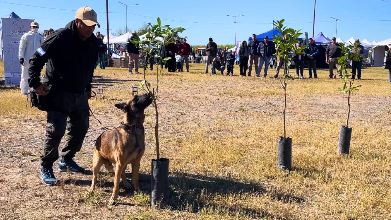 Así entrenan y trabajan los perros que detectan HLB en los controles fitosanitarios