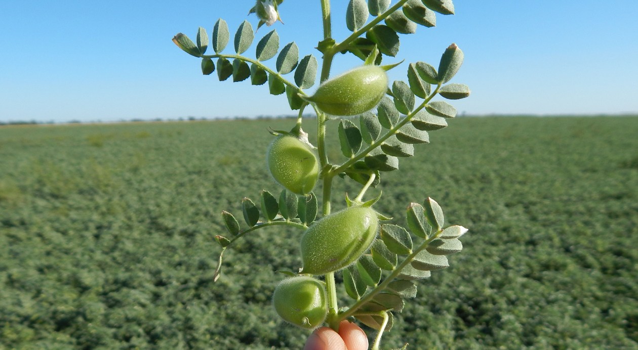 Mejoró la calidad de la semilla de garbanzo, aunque continúa la retracción del cultivo