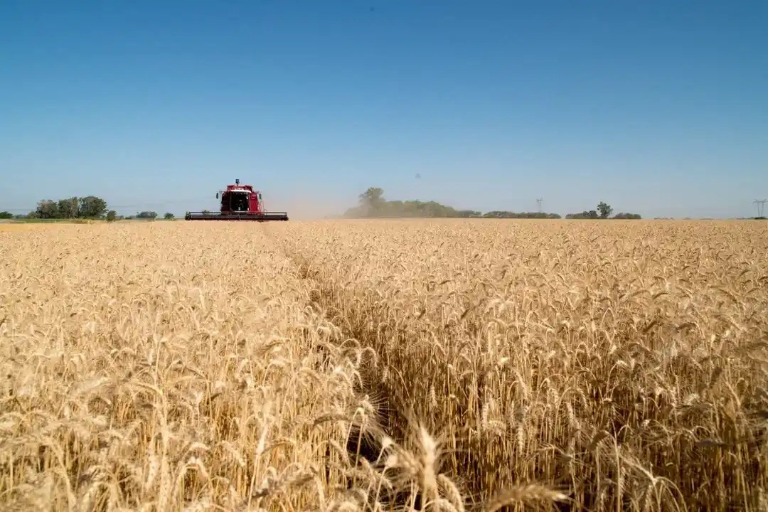 La actividad de la cadena agropecuaria creció 8,8% interanual en mayo y quedó cerca de su máximo histórico