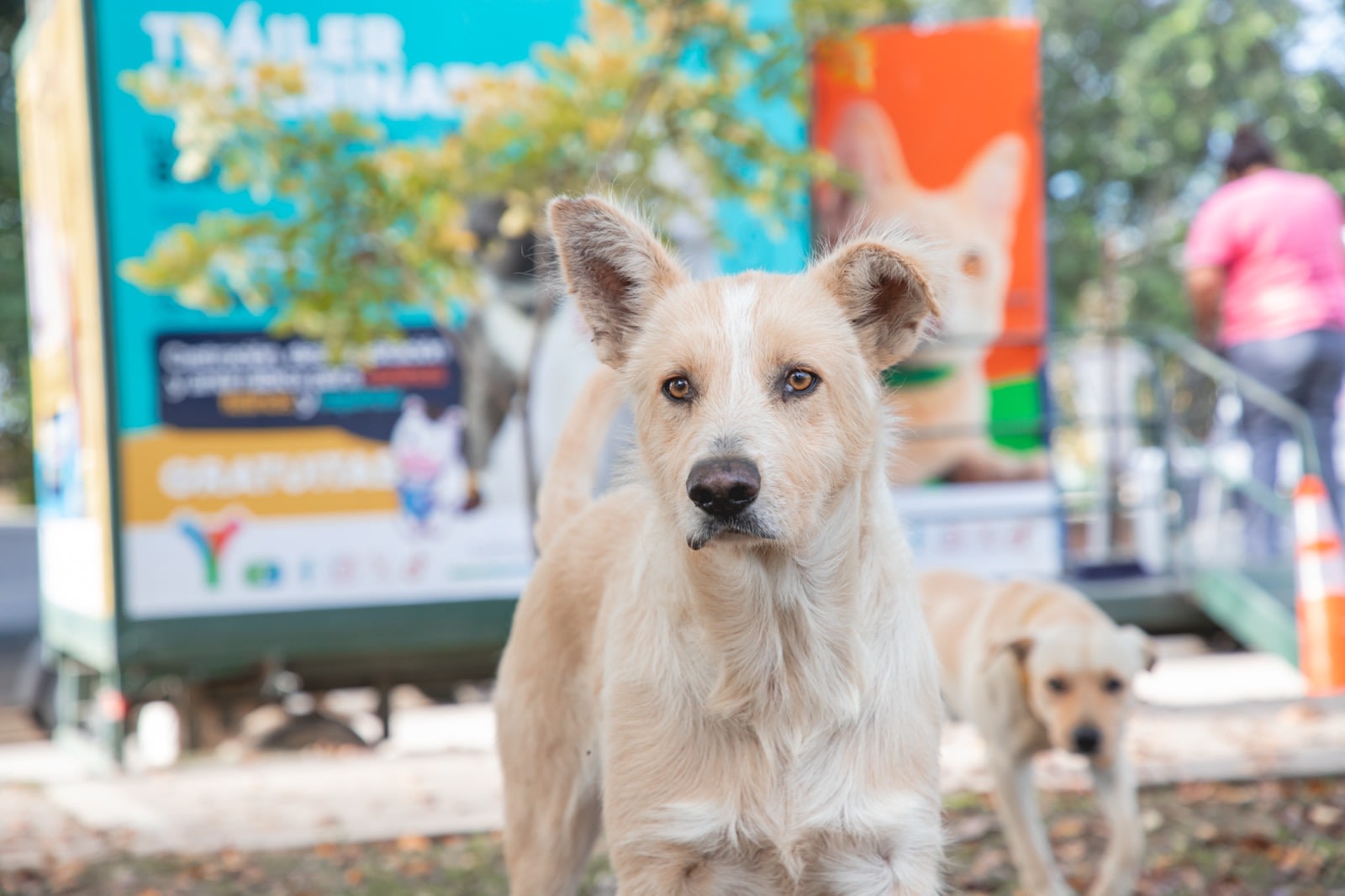 Operativo en Yerba Buena: vacunarás y desparasitarás gratis a tus mascotas en el barrio Los Pinos