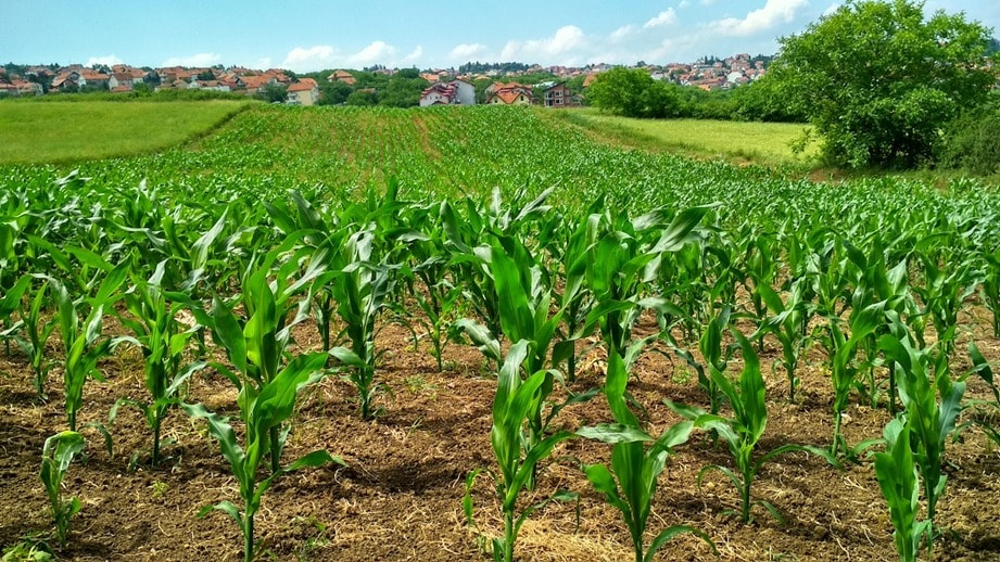 Más lluvias y mejores rindes: qué oportunidades abre El Niño para el campo