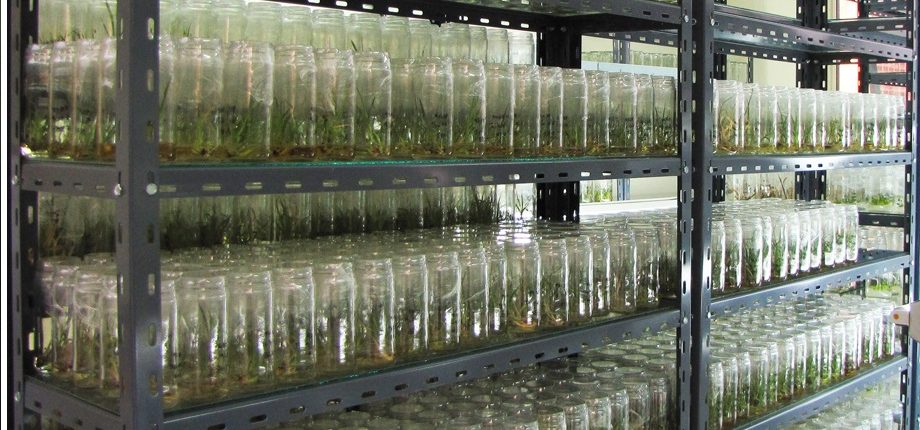 VITRO14-920x430.jpg