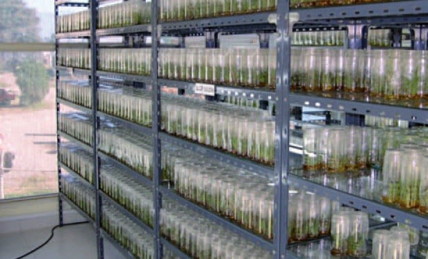 Vitroplantas: la tecnología que cambió la base productiva de los cañaverales tucumanos