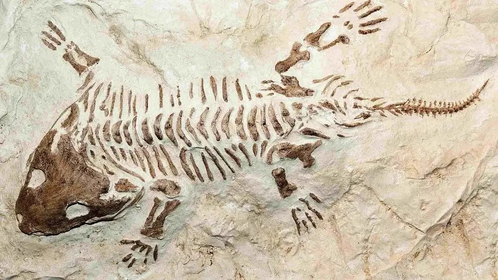 Científicos brasileños identificaron un reptil fósil de 240 millones de años en el sur del continente