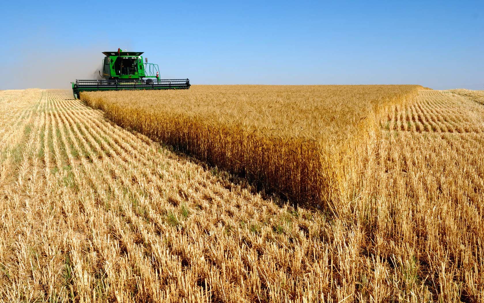 El trigo argentino rompe marcas y lidera el boom exportador del agro