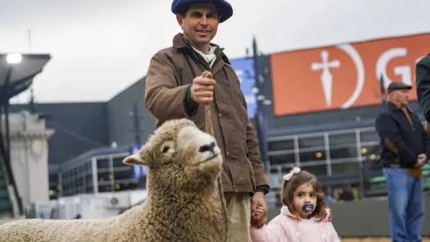 Un carnero Romney Marsh fue el primer animal en ingresar a la 138° Exposición Rural
