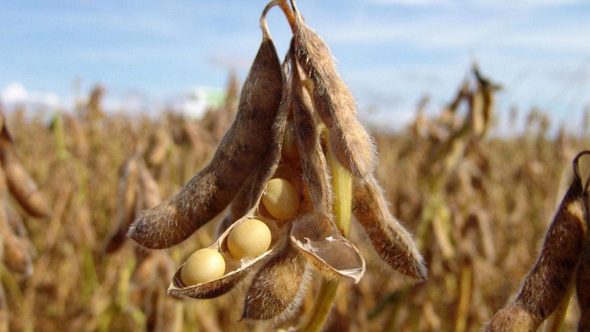 El Gobierno autoriza una soja con resistencia a múltiples herbicidas y protección de plagas