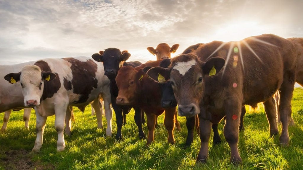 Nuevas reglas contra la garrapata: cómo cambia el plan sanitario para la ganadería argentina