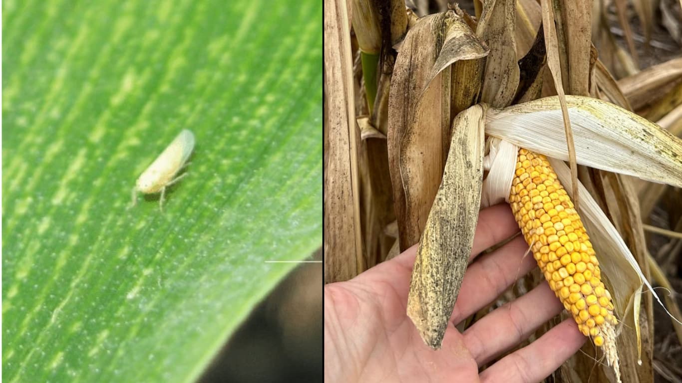 La Sociedad Rural advirtió que la campaña tucumana sigue condicionada por la lluvia y la chicharrita del maíz