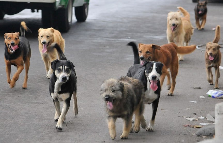 Tenencia responsable en Tucumán: advierten sobre las graves consecuencias legales para dueños de perros sueltos  