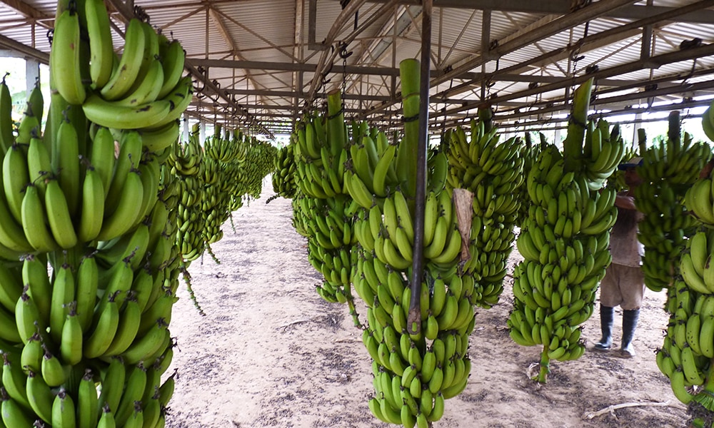¿Qué pasa con las bananas? Salta y Jujuy desafían la desregulación impulsada por Nación