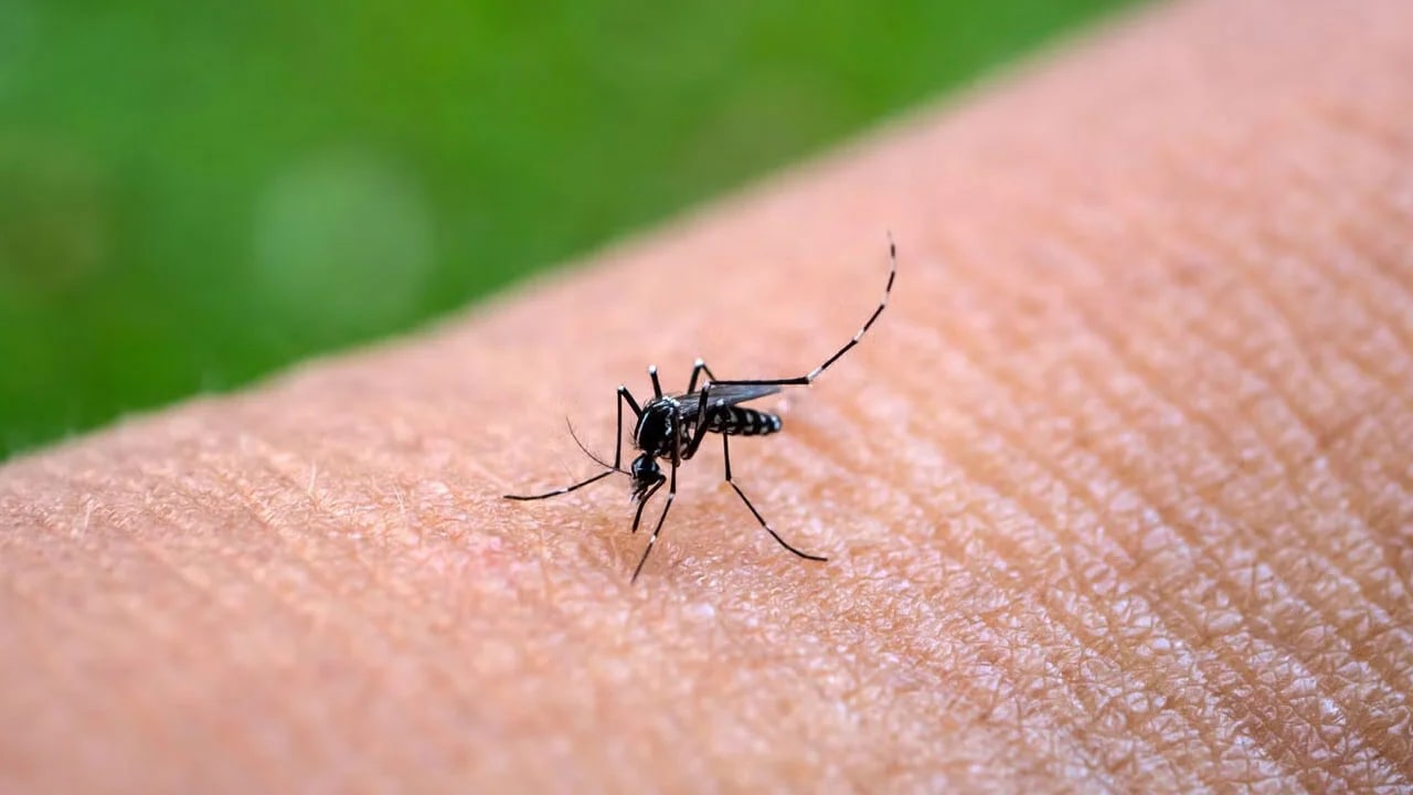 El 96% de los casos de chikungunya del país está en el NOA: cuál es la situación en Tucumán