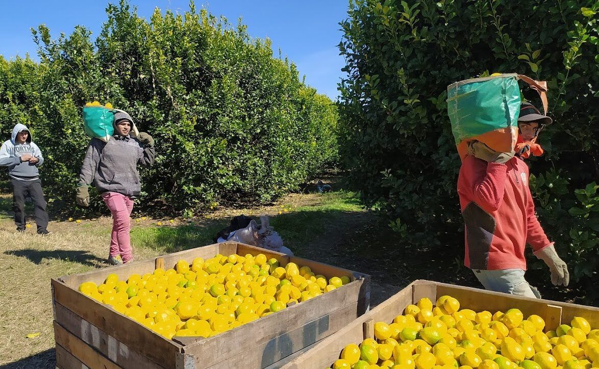 Por primera vez, los trabajadores del citrus celebran oficialmente su día en Tucumán