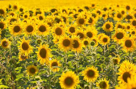 El complejo girasolero aceleró sus exportaciones y proyecta un aumento del 5,3% en el área sembrada