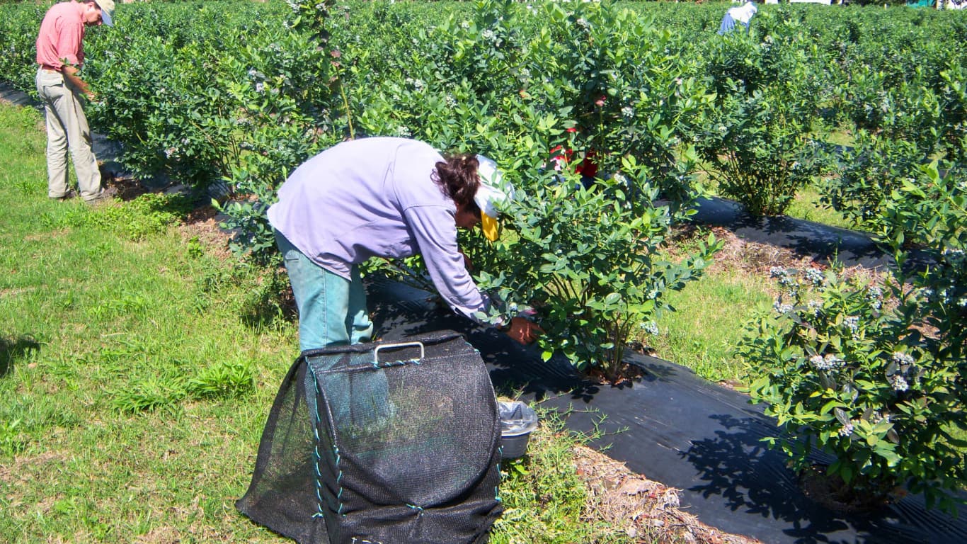 Alerta y movilización entre los trabajadores del arándano por la falta de acuerdo salarial