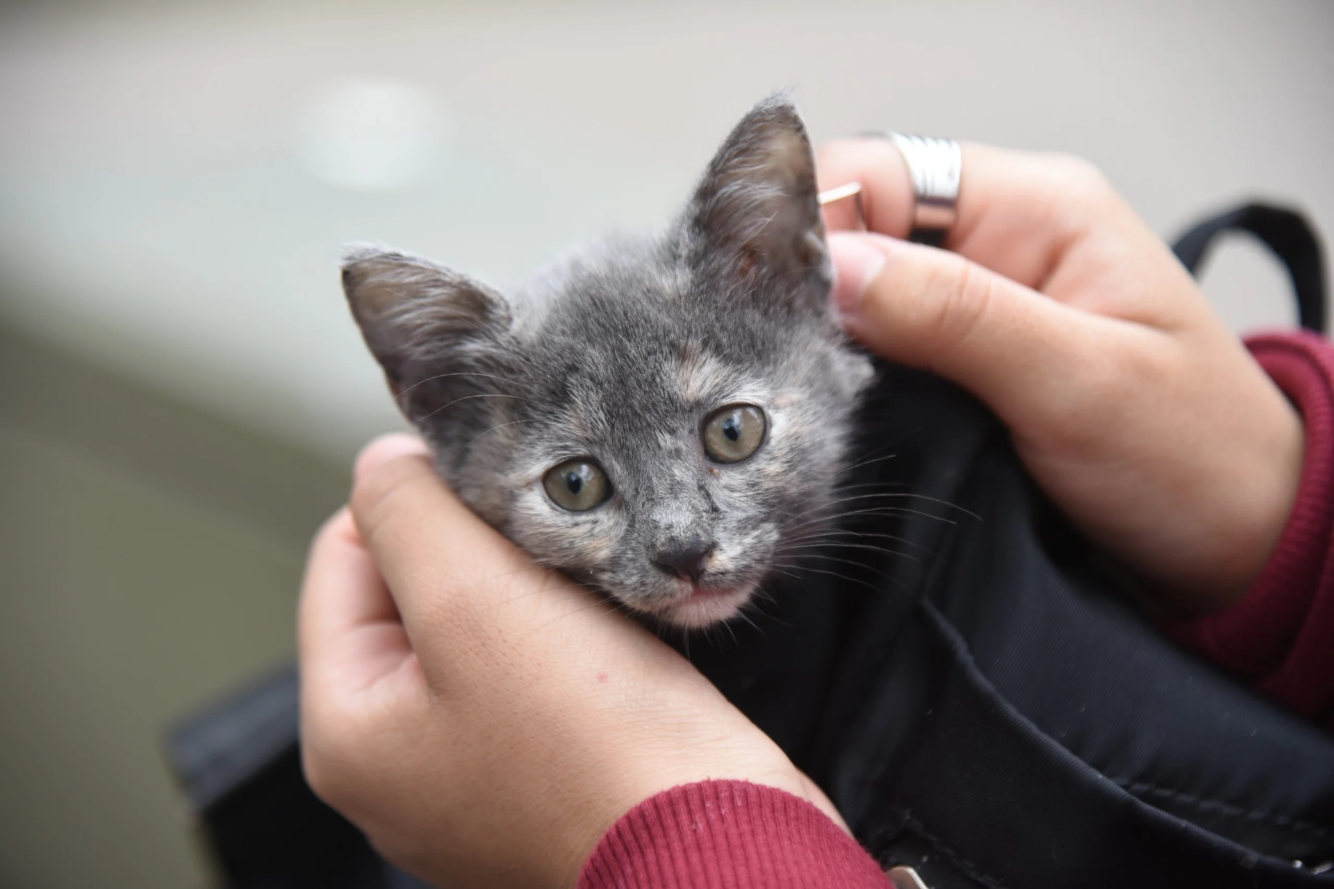 Lanzan Animales SMT: cómo sacar turnos para castraciones y acceder a otros servicios para mascotas online