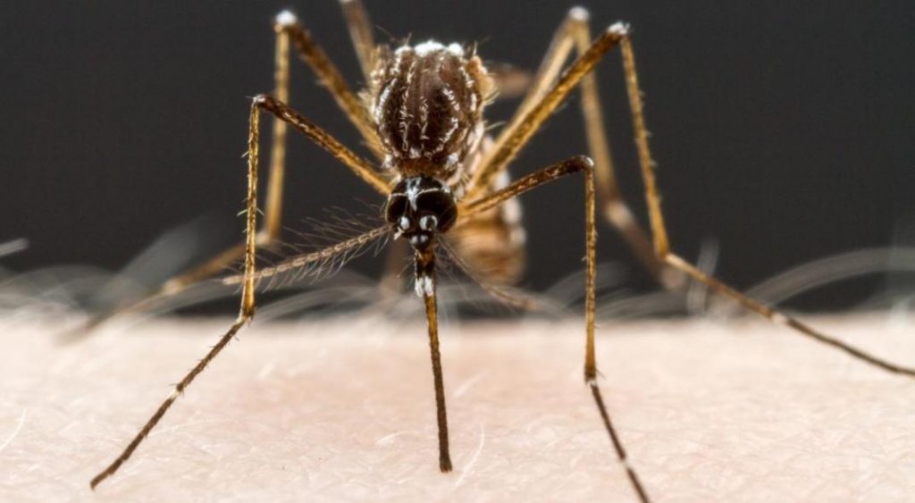 Hace semanas que no hay casos confirmados de chikungunya, pero alertan por el inicio de la temporada