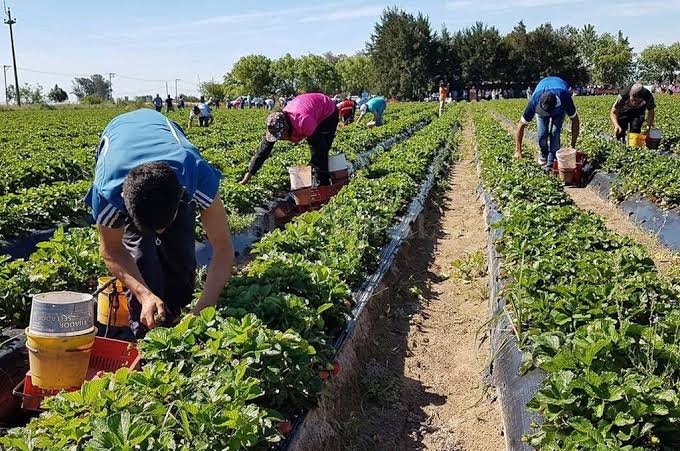 Trabajo rural: venció la compatibilidad con planes sociales y UATRE reclama una respuesta