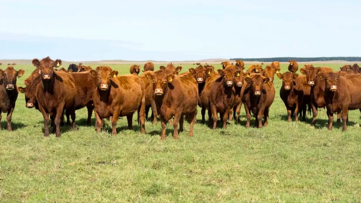 Nueve economías regionales quedaron en situación crítica y se sumaron los cítricos y la actividad forestal