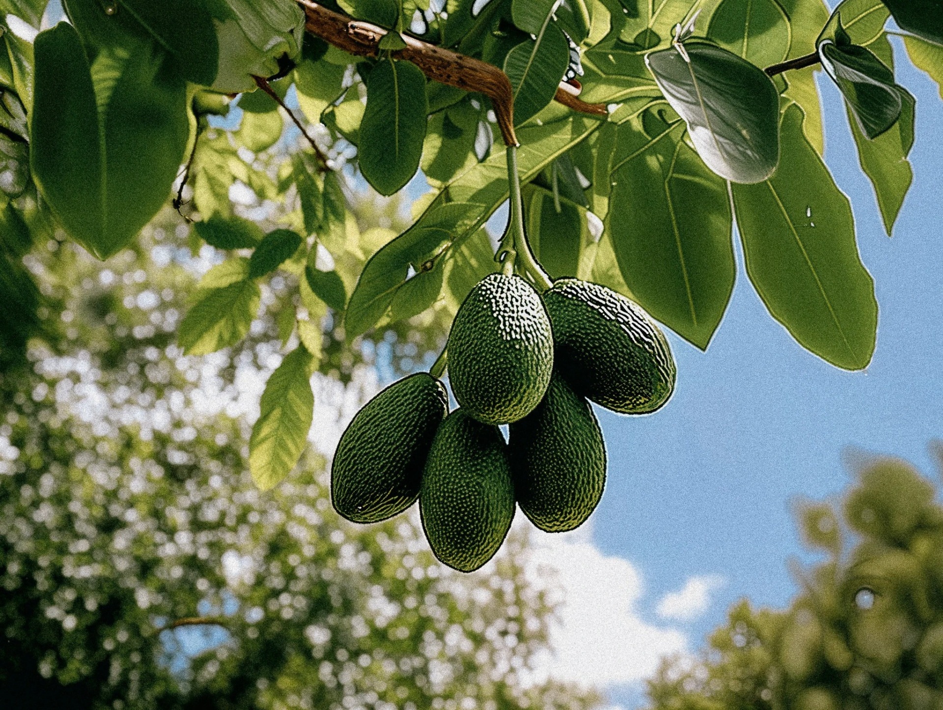 Tucumán profundiza el debate técnico sobre el desarrollo del cultivo de palto