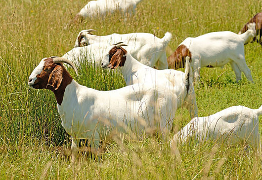 Medio Oriente impulsa el boom exportador de la carne caprina argentina