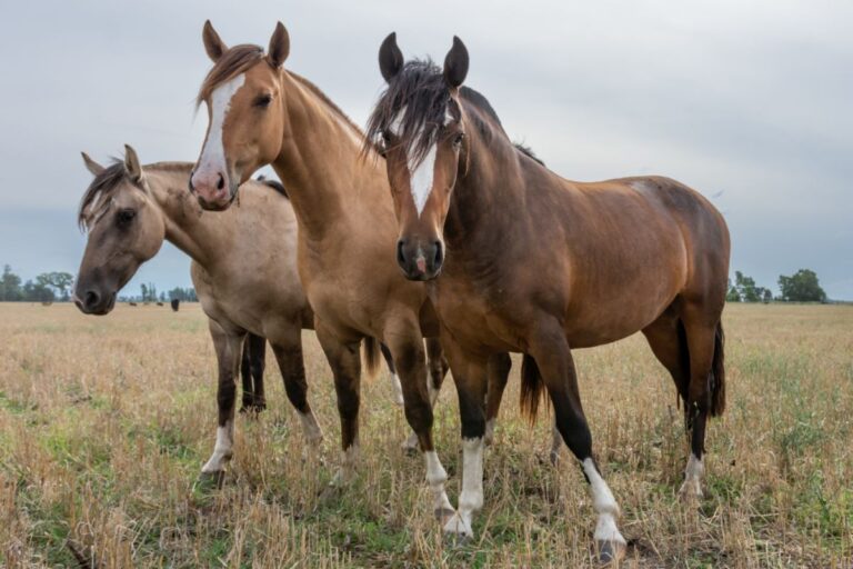 Crece el riesgo de encefalomielitis equina y piden extremar los cuidados