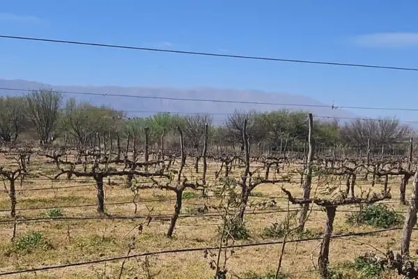 Productores de los Valles Calchaquíes esperan una respuesta del Gobierno por las heladas