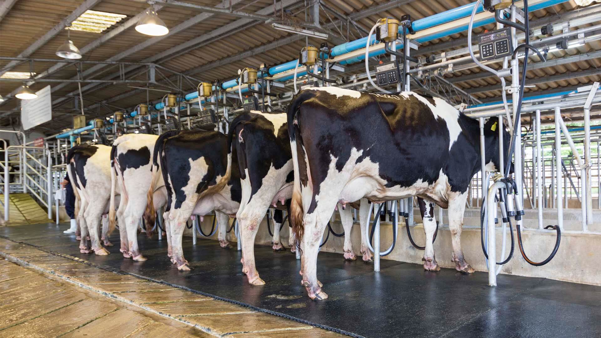 La lechería cerró agosto con más producción, consumo y exportaciones