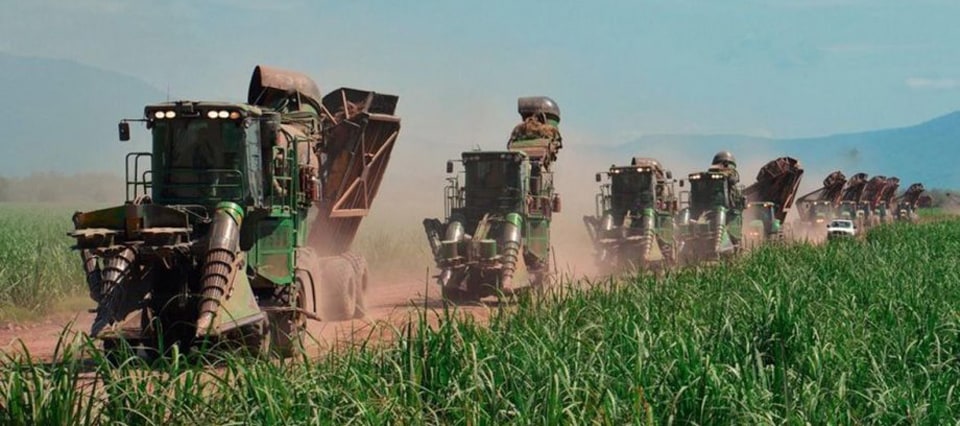 La caña que queda en los campos marca el desafío final de la zafra tucumana