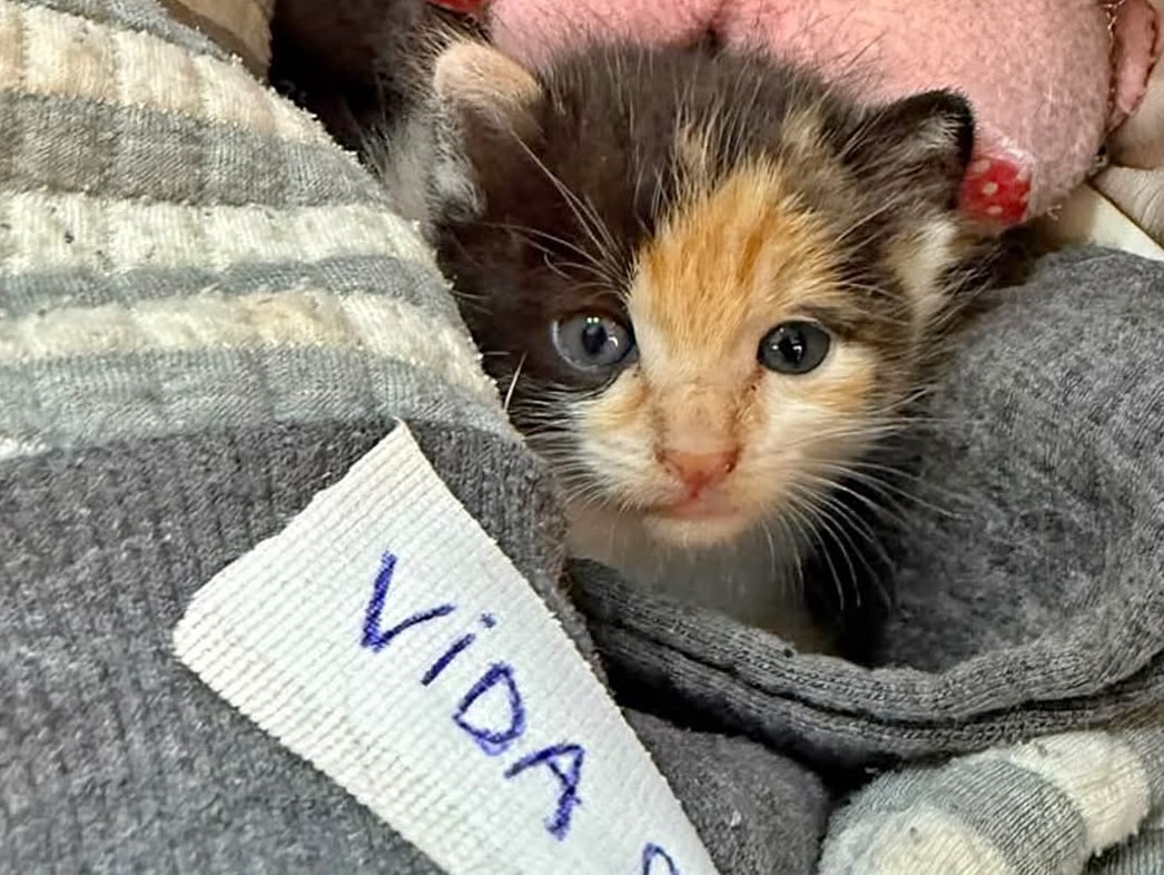 El parte veterinario de “Vida”, la gatita atacada por una adolescente con un rifle