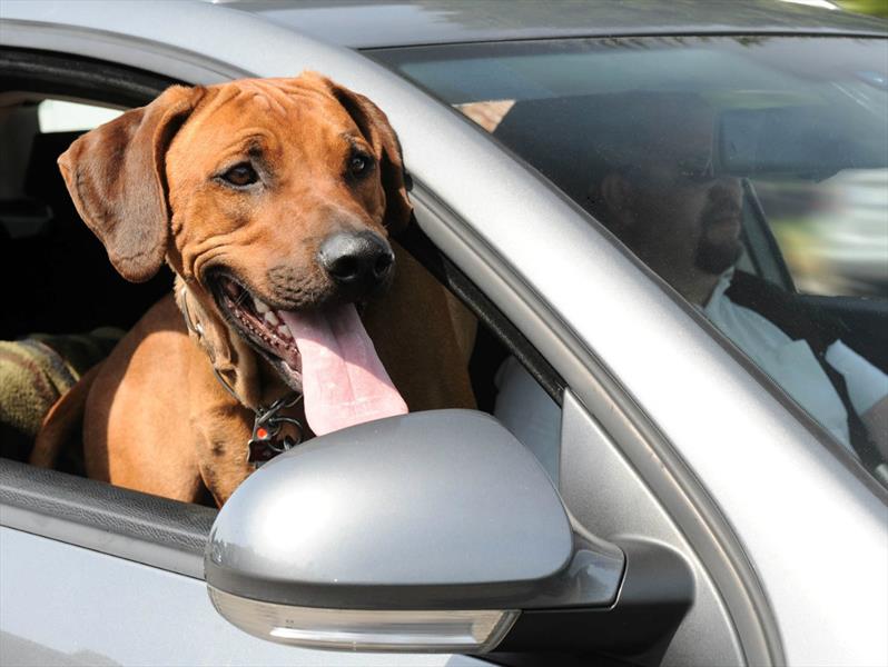 Qué trámite necesitás para viajar con tu perro o gato al exterior y cómo hacerlo