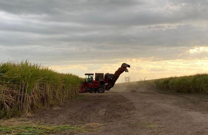 Más de 19 millones de toneladas de caña: cómo avanza la zafra en el país