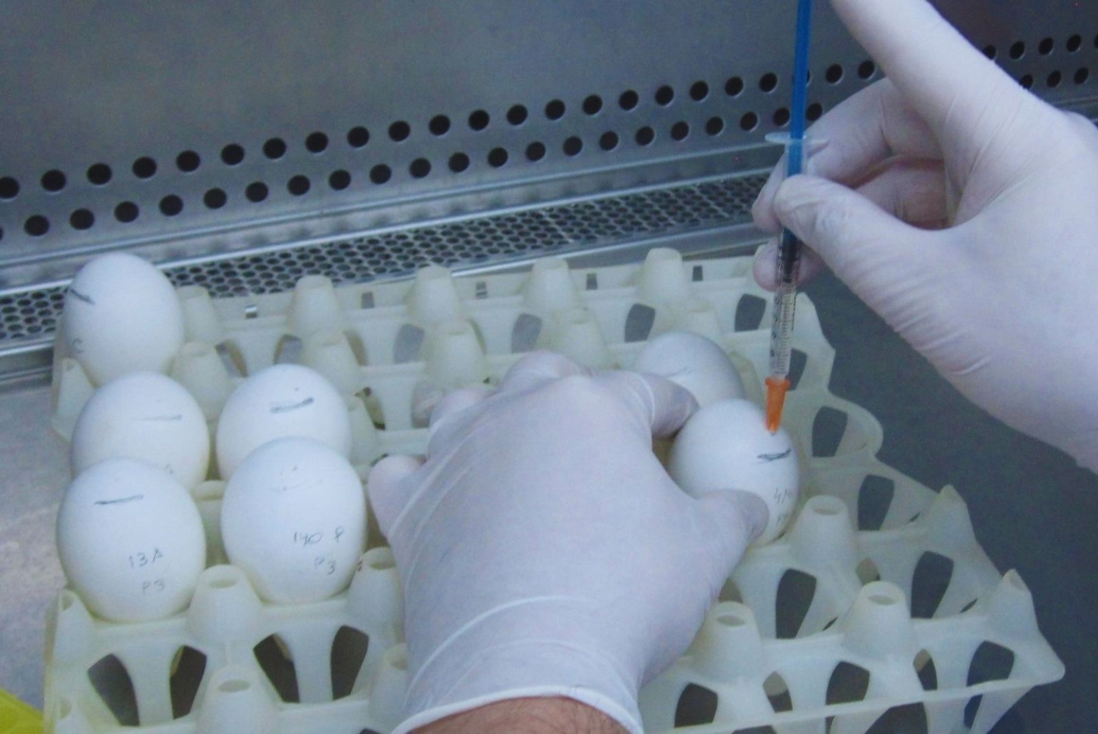 Una nueva vacuna amplía las herramientas para controlar la bronquitis aviar