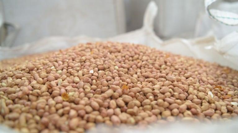 Más molienda y mayores embarques para el sector manicero