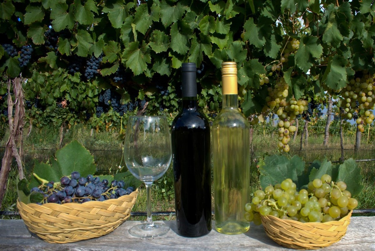 Tucumán obtuvo cuatro medallas en la evaluación de vinos del NOA