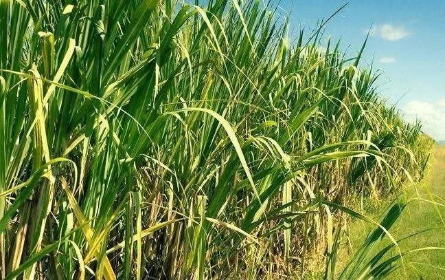 “Una zafra de quebranto”: el diagnóstico de un pequeño productor