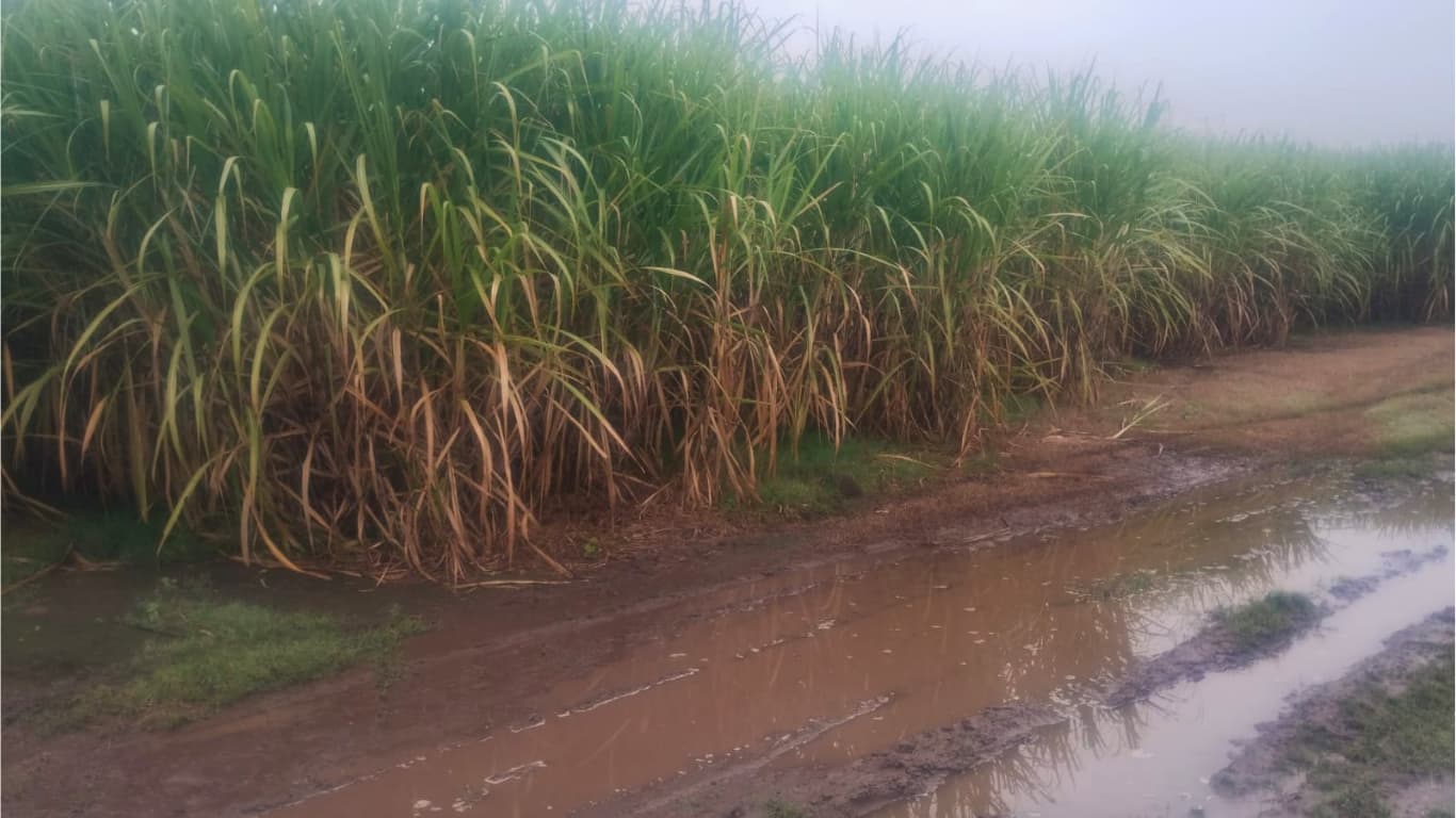 Las lluvias vuelven a frenar la zafra: diez ingenios suspendieron la molienda