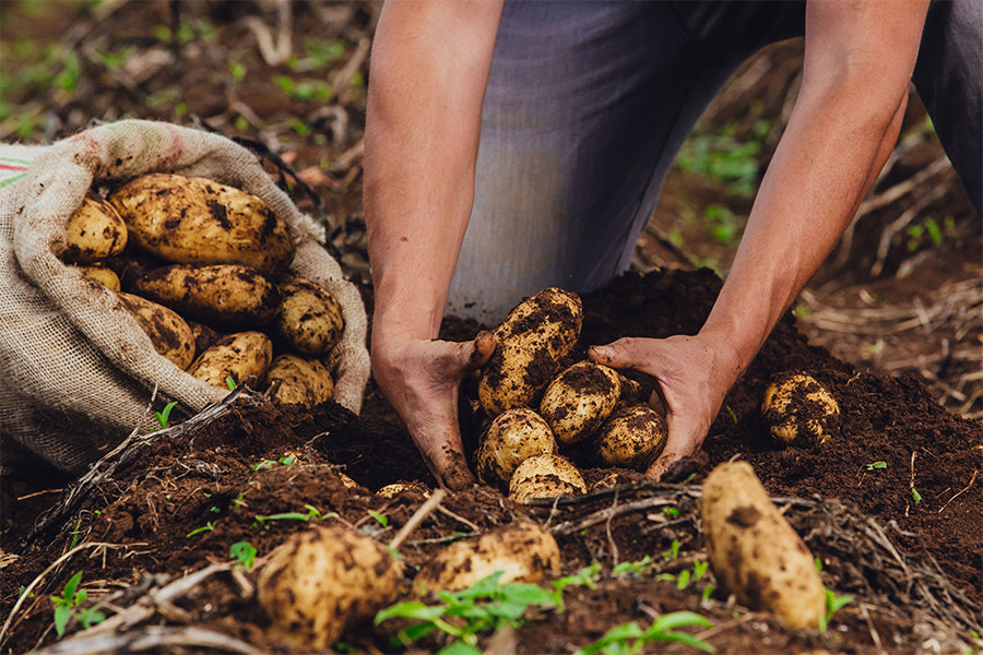 El semáforo de Coninagro muestra una recuperación que todavía no se generaliza