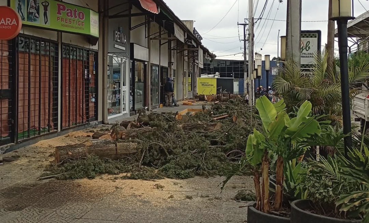 Escándalo en Yerba Buena: una tala de árboles desató denuncias vecinales y la intervención municipal