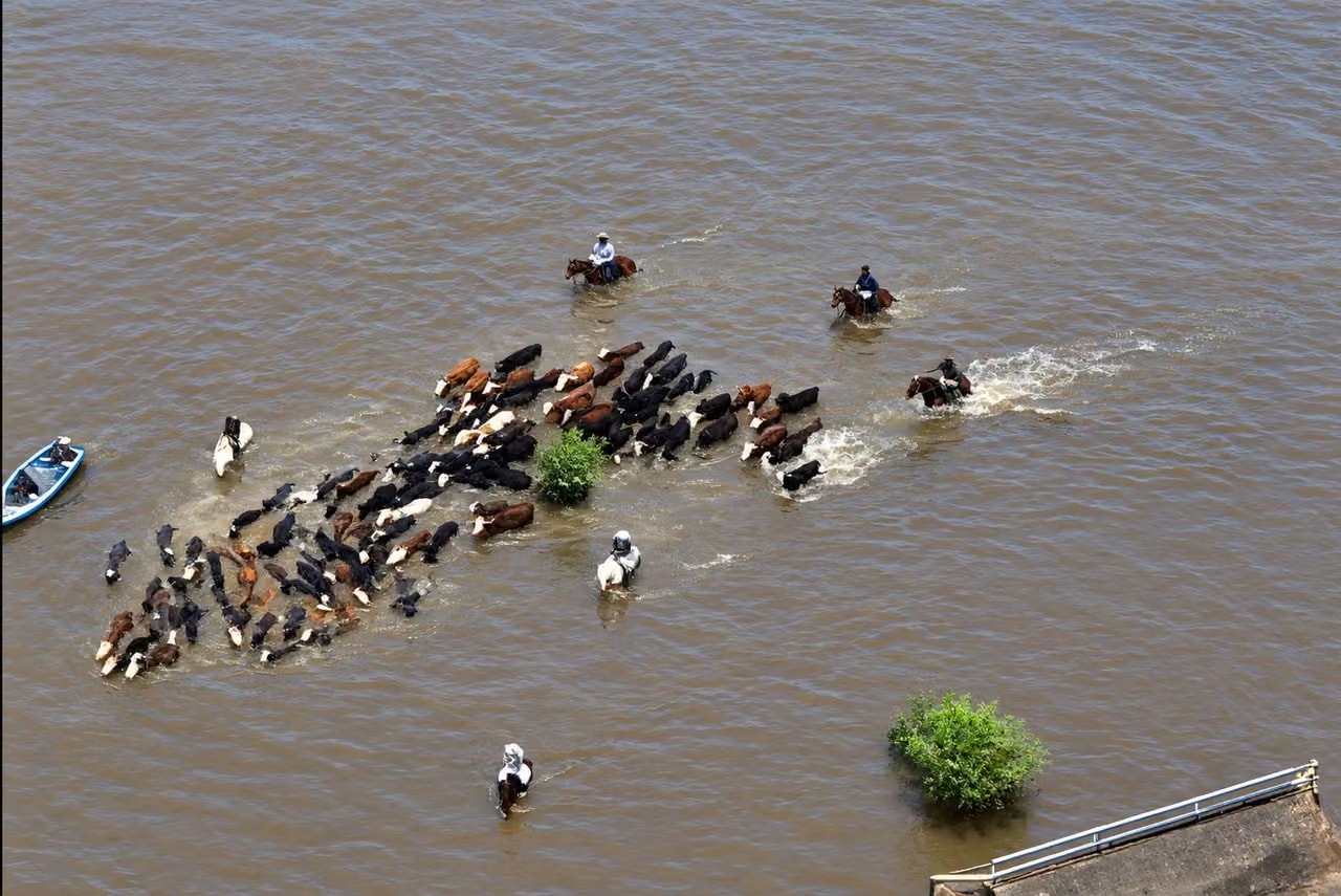 Santa Fe: murió un productor rural mientras salvaba su ganado de las inundaciones