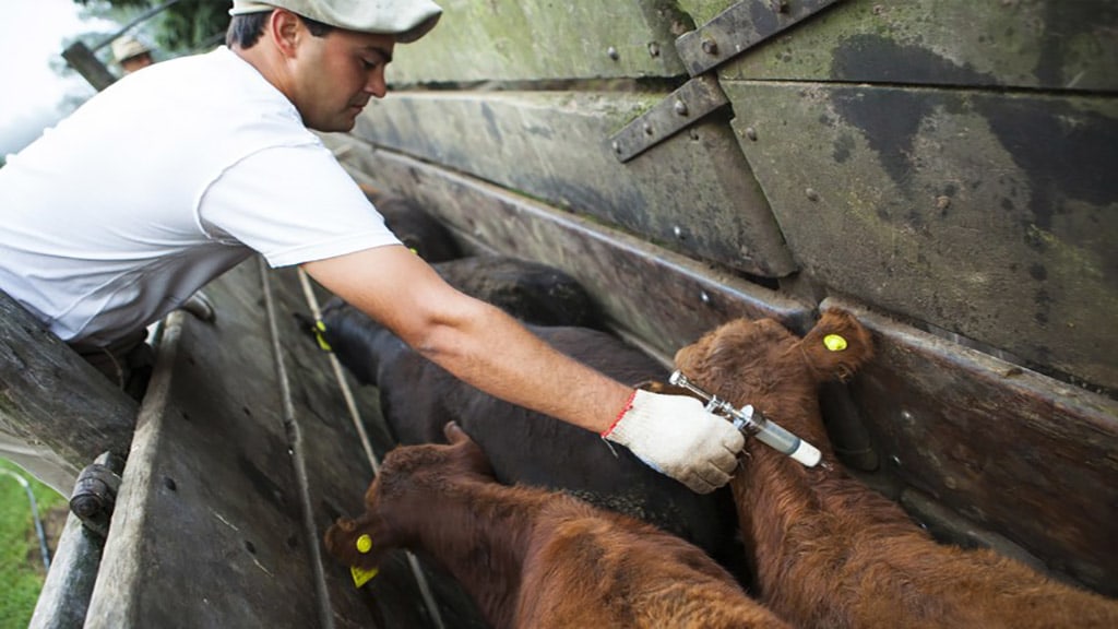 El SENASA reglamentó la elección del veterinario para vacunar contra la aftosa