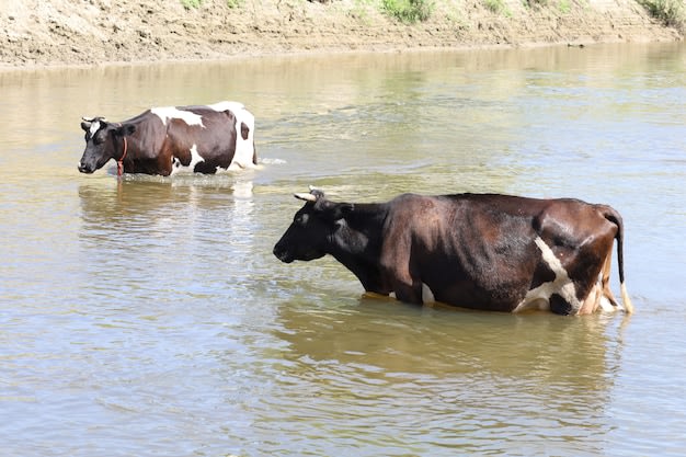 Sacar la hacienda a tiempo: qué recomienda el INTA ante las crecientes a causa de El Niño