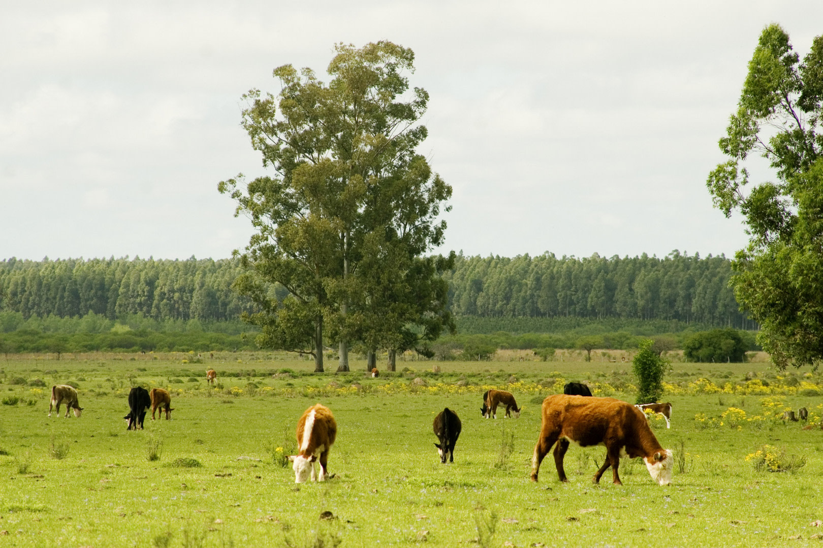 Actualización del RENSPA: qué productores están obligados y cuáles quedan exceptuados