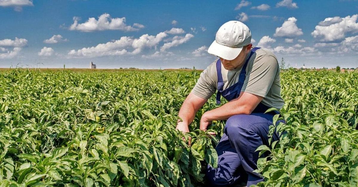 El Gobierno prorrogó hasta 2027 el régimen que permite trabajar en el campo sin perder los planes sociales