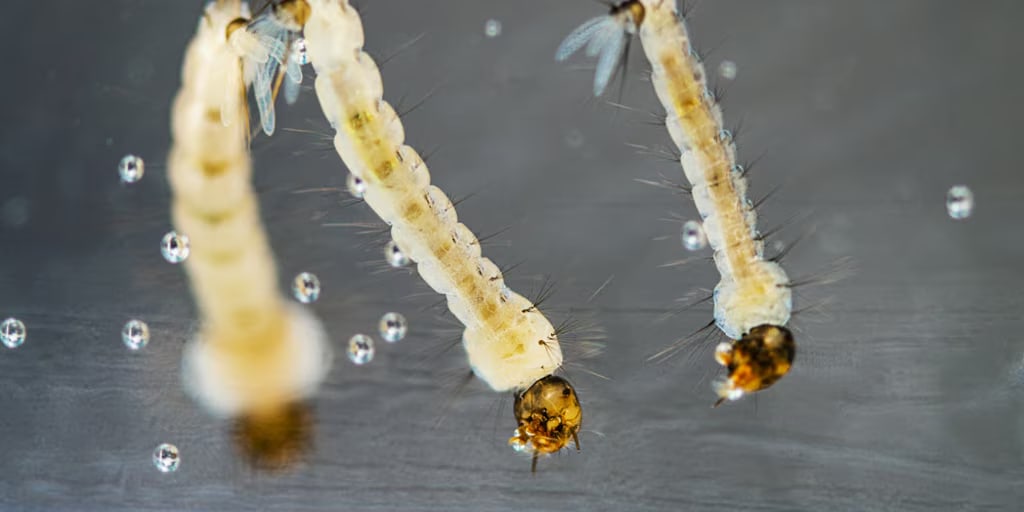 Encontraron larvas del mosquito del dengue en Tafí Viejo y advierten que las lluvias multiplican los criaderos