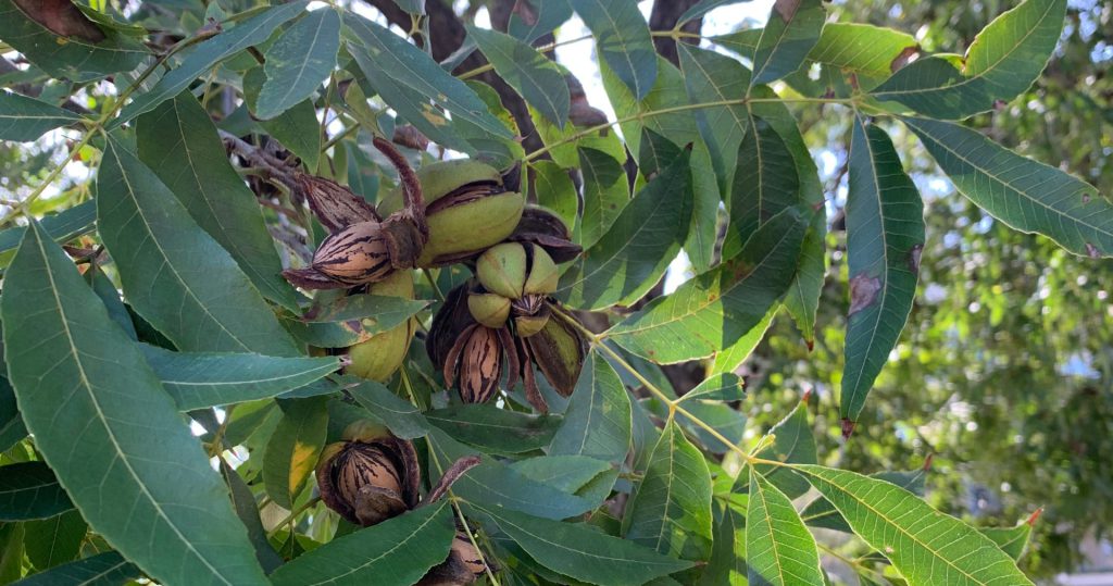 El INTA desarrolló una herramienta para comprobar la identidad de los cultivares de pecán